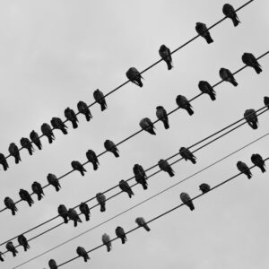 Photo Twitter Fleets: Example Post