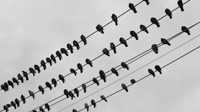 Photo Twitter Fleets: Example Post