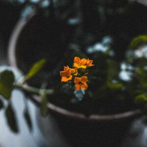 Photo Engaging Post
